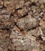 APC Cork Wall Tile - Bark - 2' x 1' x 25mm (appx. 1") - 76 SF